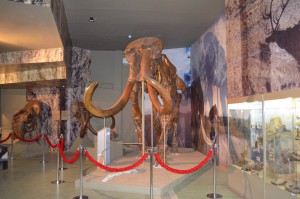 Смонтированный скелет троготериевого мамонта